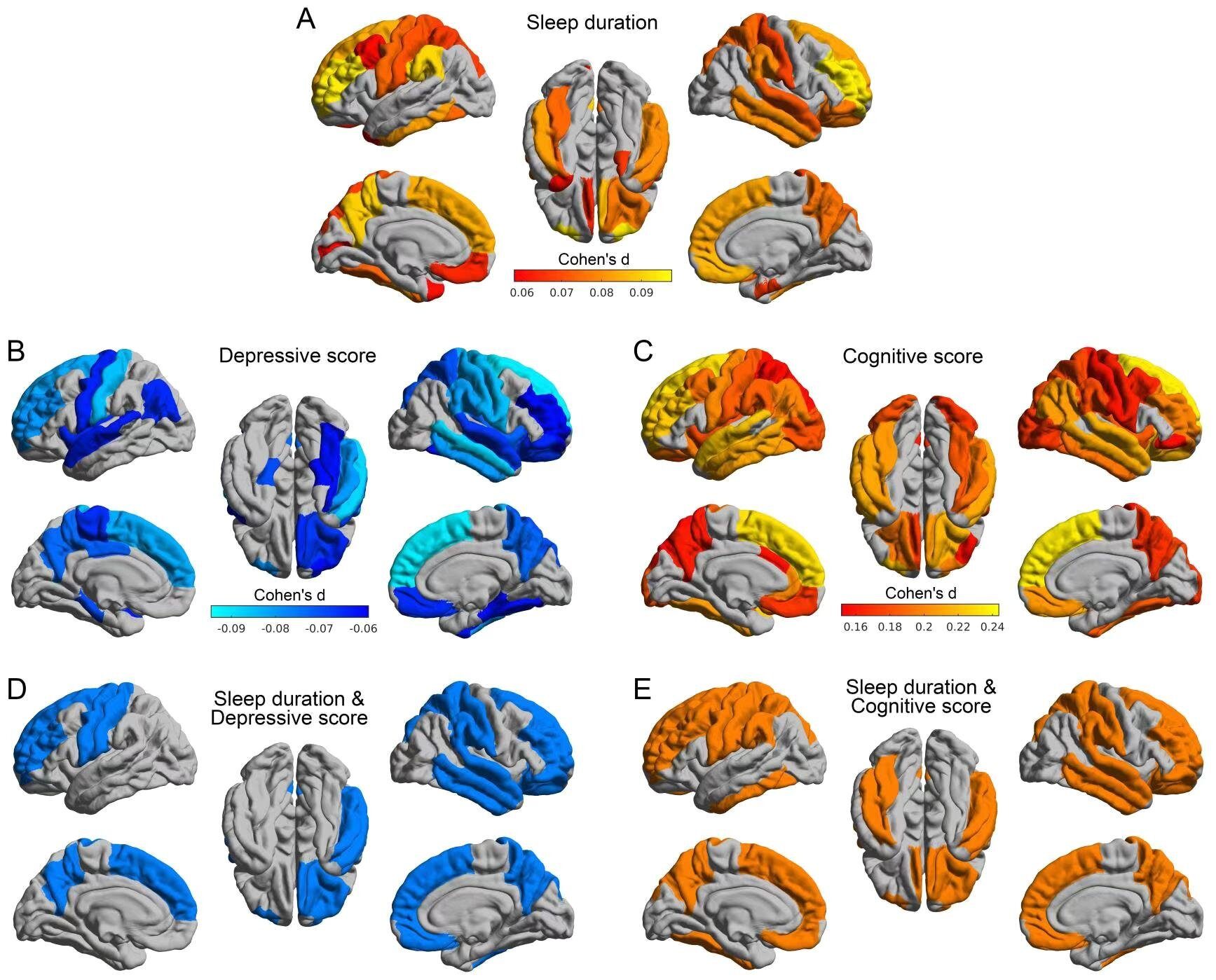 sleep duration brain scans
