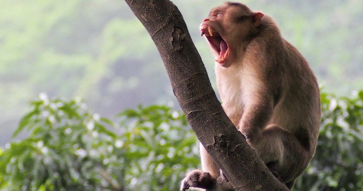A rhesus macaque