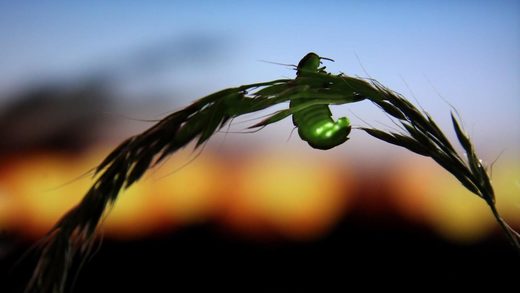 Fireflies are facing extinction due to habitat loss, pesticides and artificial light