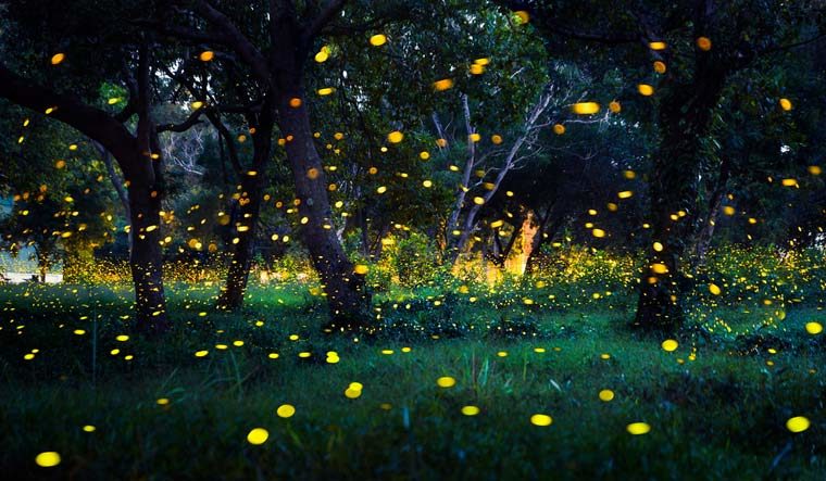 fireflies