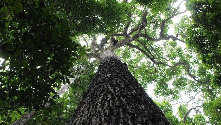 Click to enlarge Brazil Nut Tree