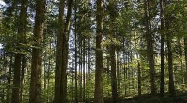 Forest