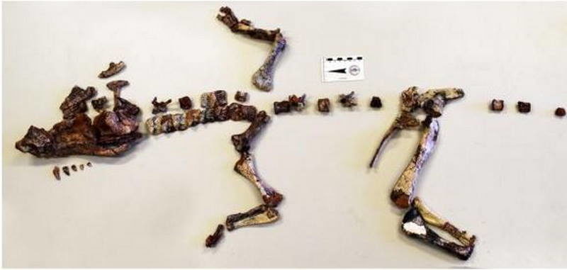 Click to enlarge Dynamosuchus collisensi fossil reptile brazil