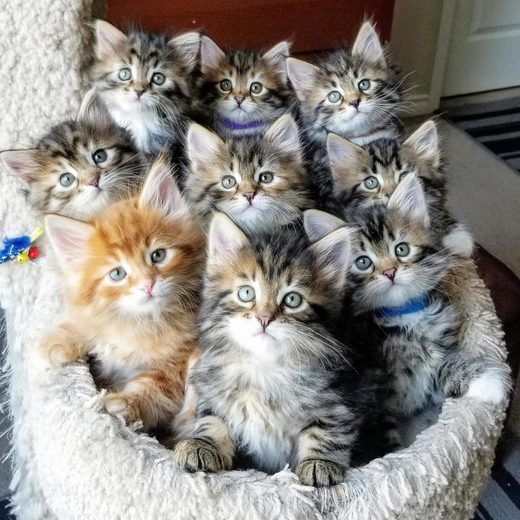 Click to enlarge It's the cats that count