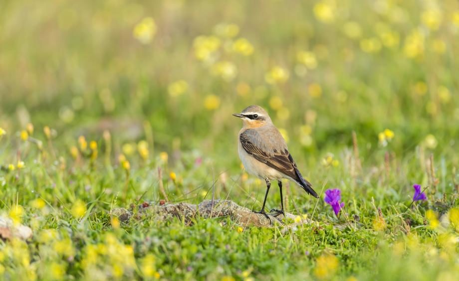 Northern wheatear