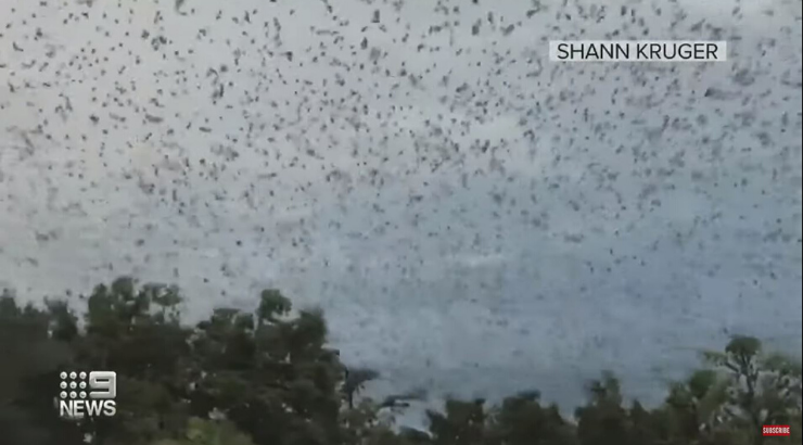 thousands of bats