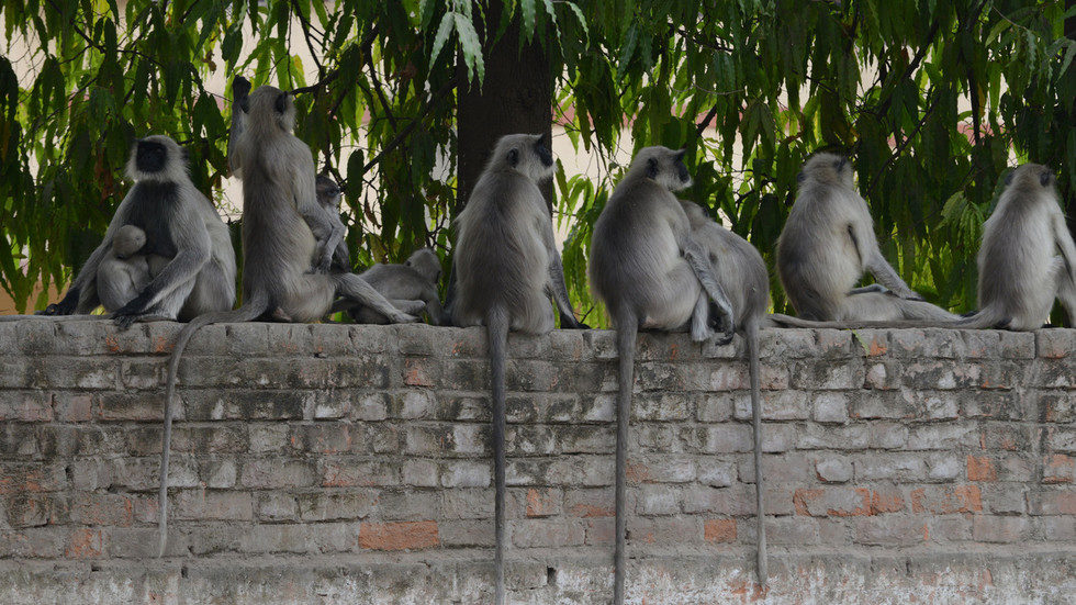 Langur monkeys