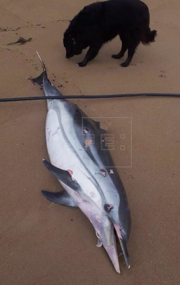 Click to enlarge One of the dolphins found washed up in Spain.