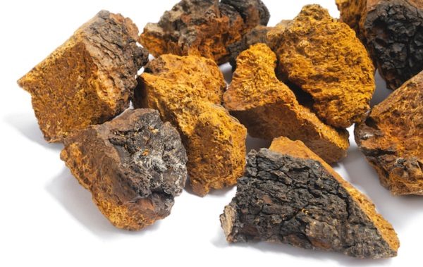 Chaga Mushrooms