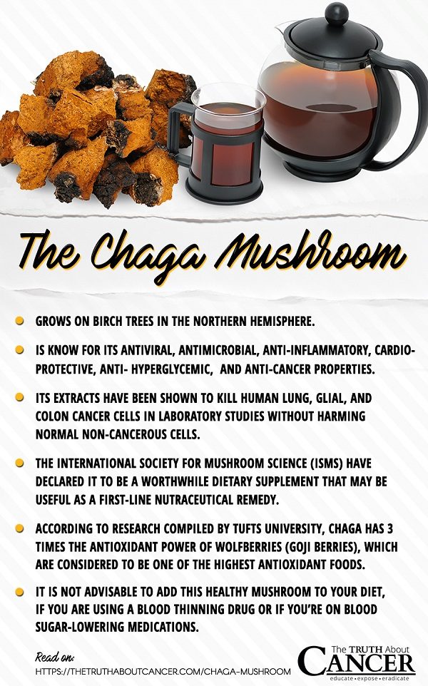 Chaga mushroom facts