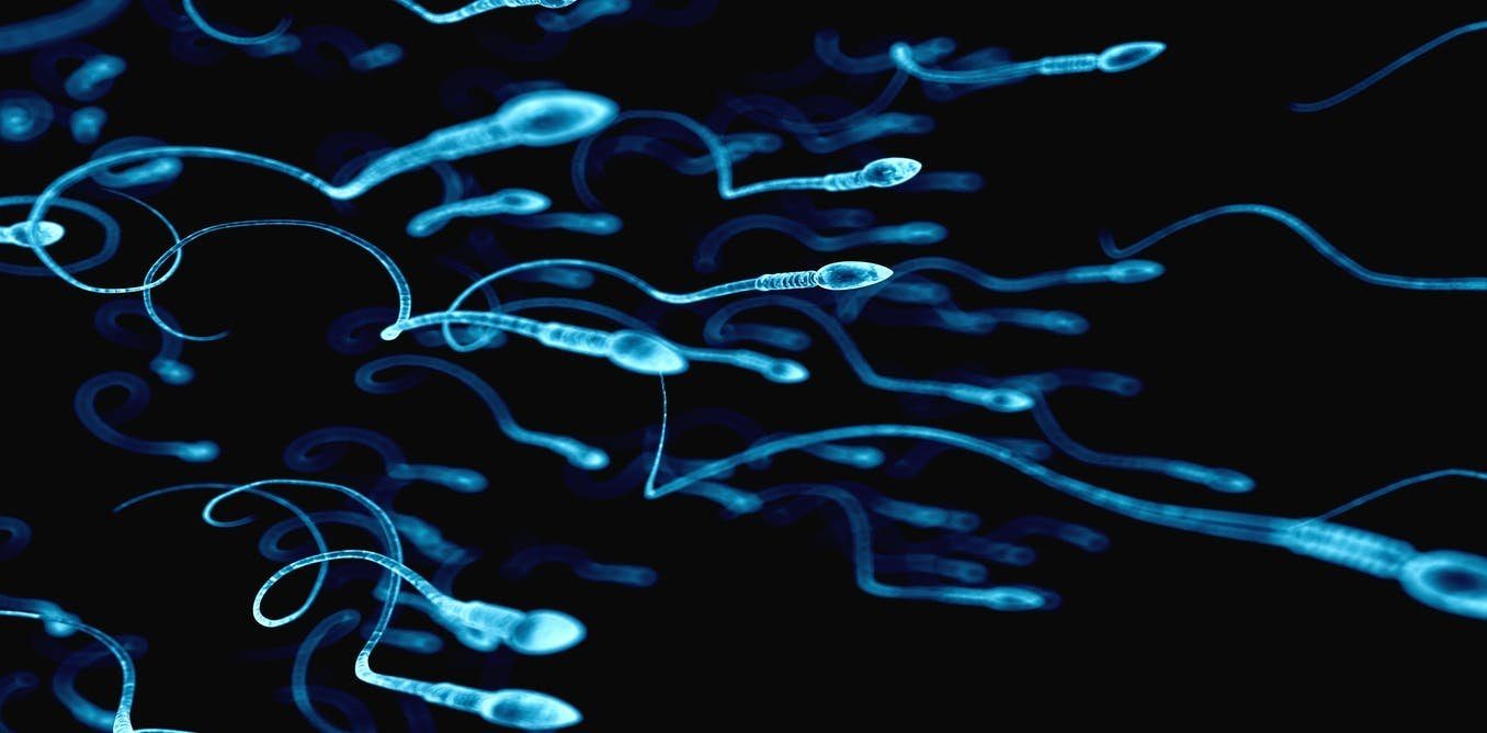 sperm illustration
