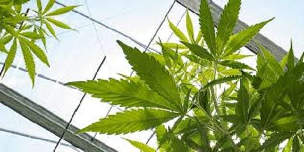 Cannabis