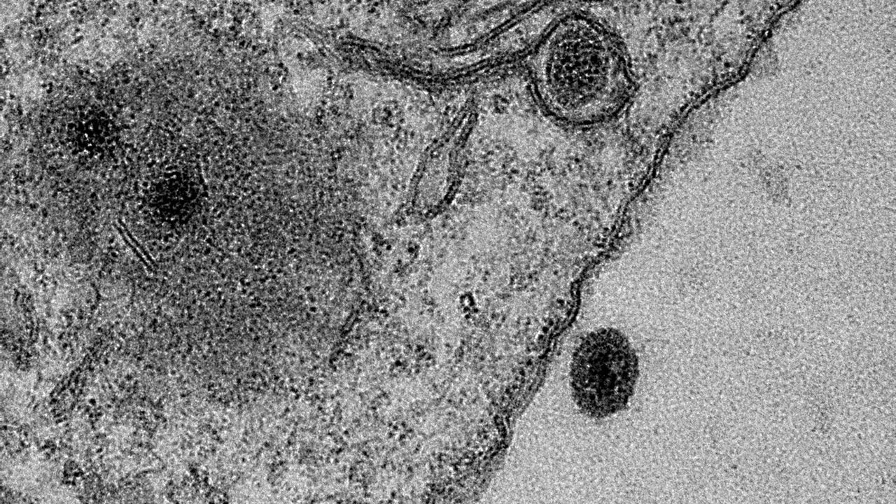 Click to enlarge Yaravirus