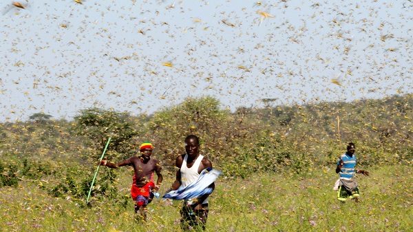 Click to enlarge Locusts