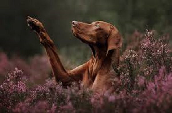 Dog in a field