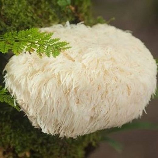 Click to enlarge Lions Mane