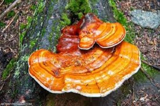 Click to enlarge Reishi mushroom