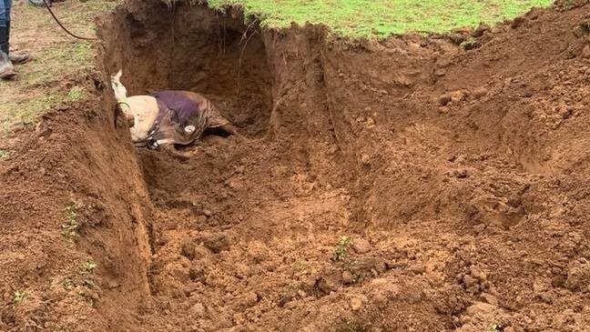 HORSE SINKHOLE
