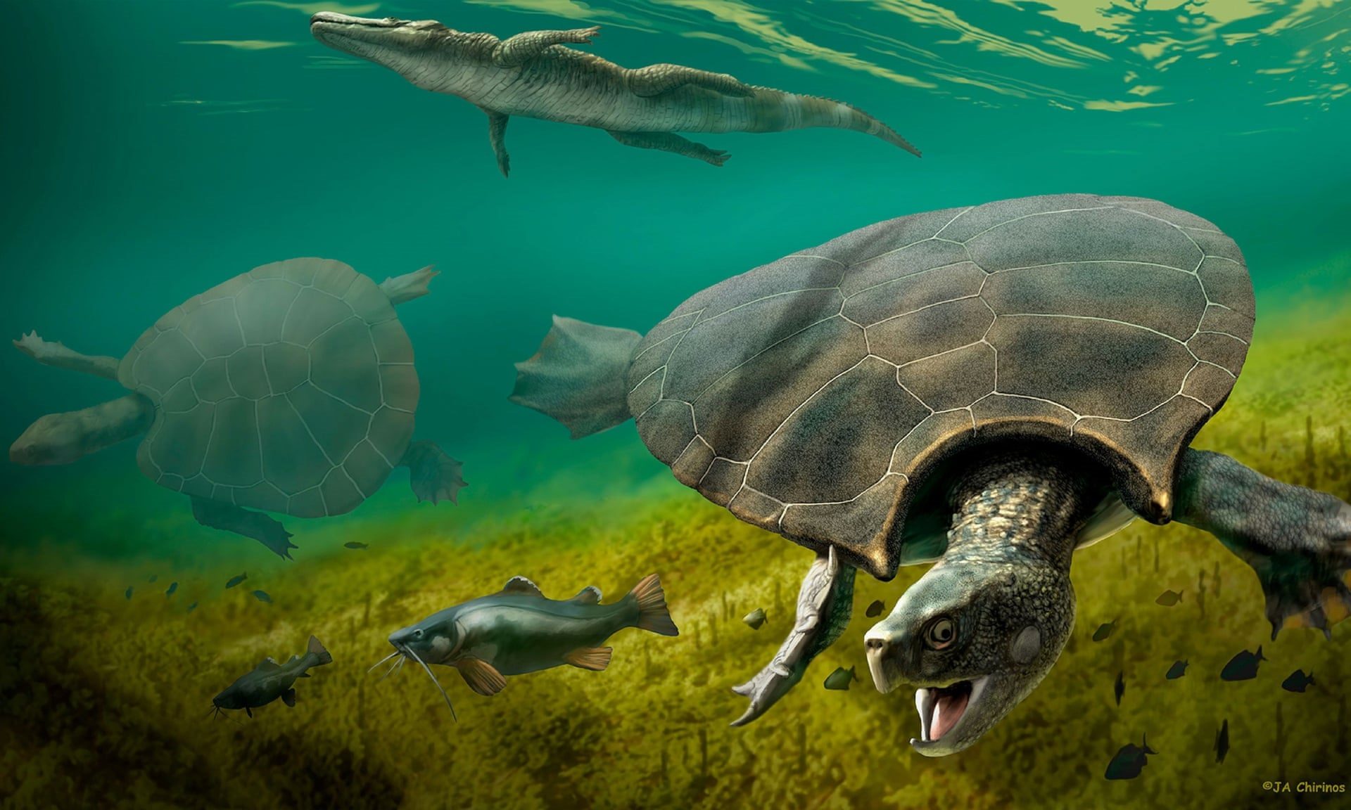 Click to enlarge Stupendemys geographicus