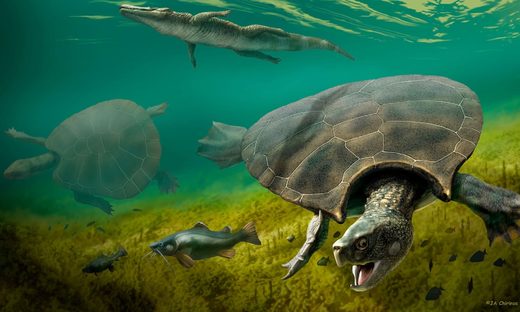 Fossils shed new light on car-sized turtle that once roamed South America