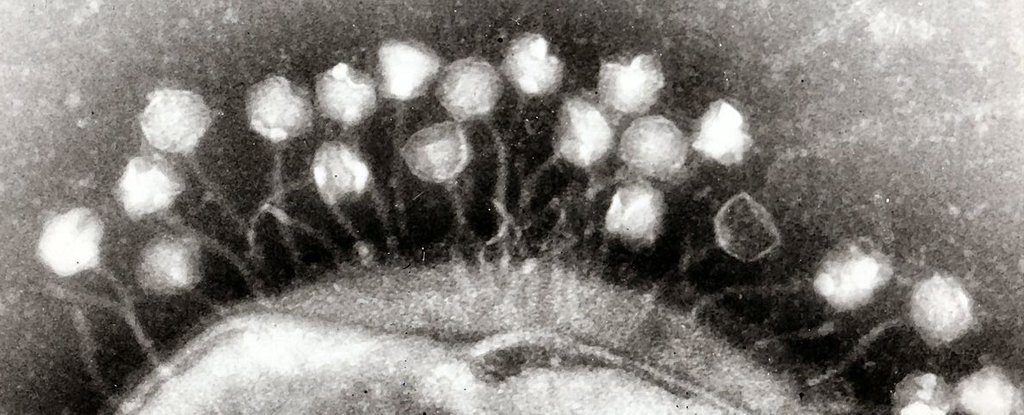 virus