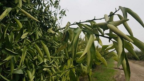 frost damage