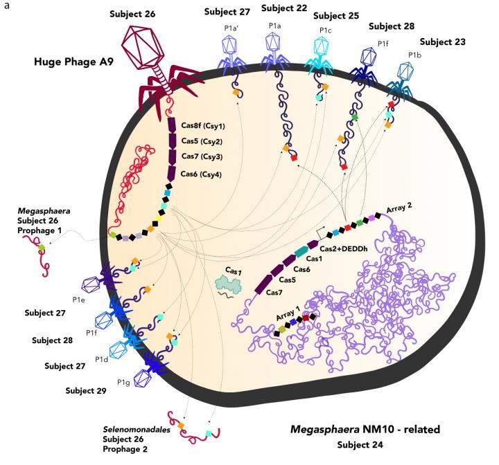 phage