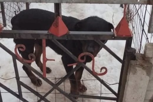 Boy dies after having throat ripped out by Rottweiler in Ukraine Boy dies after having throat ripped out by Rottweiler in Ukraine