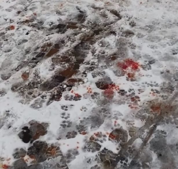 He was playing in the snow when the dog attacked