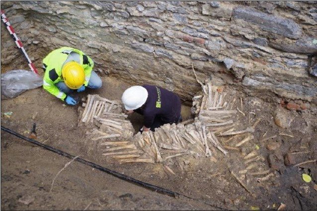 Click to enlarge wall bones
