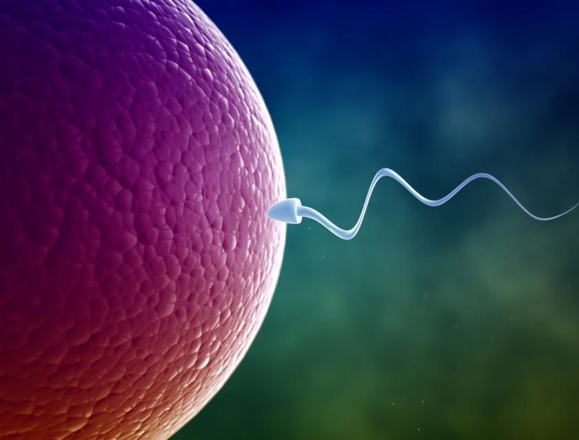 sperm and ovum graphic