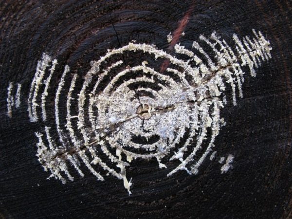 Mycelium growing on a tree stump.