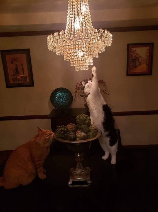 Click to enlarge Curiosity .... cat