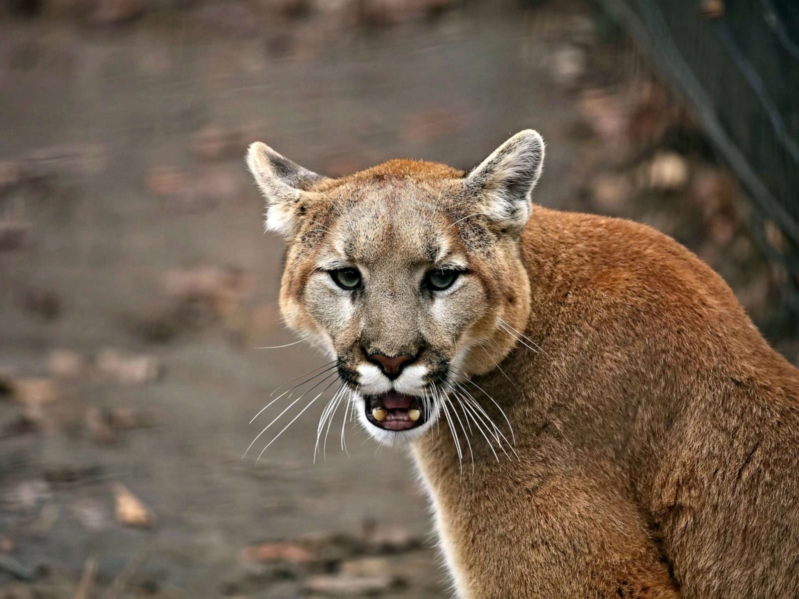 mountain lion