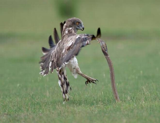 a fiery battle between a short-toed eagle and a spectacled cobra
