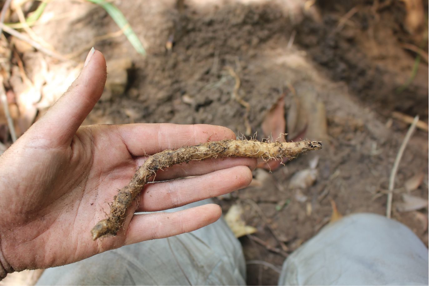 Click to enlarge Plant Food