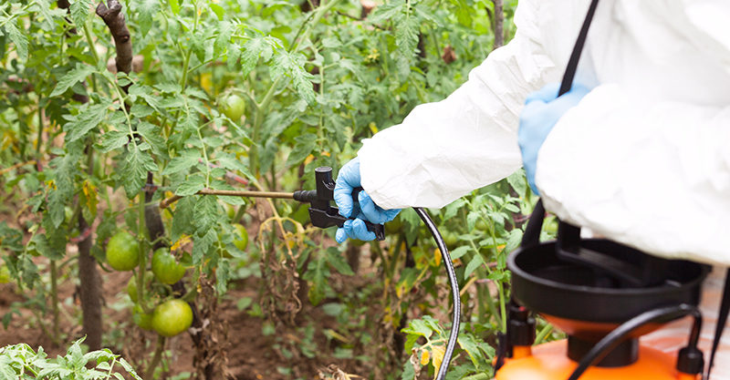 glyphosate spraying