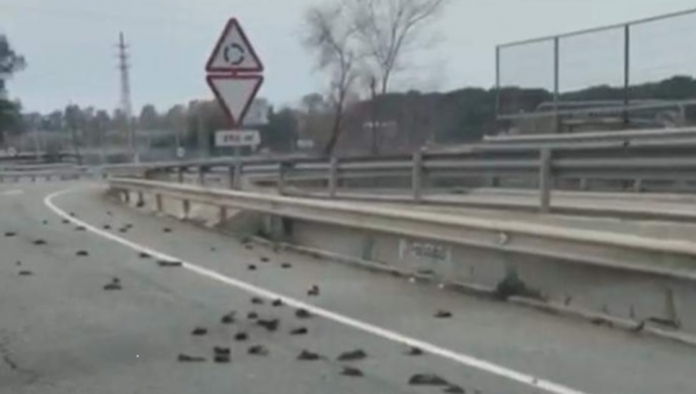 dead birds