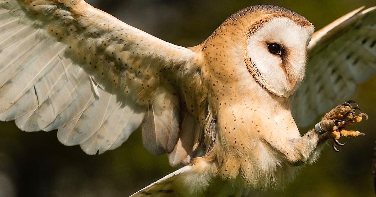 barn owl flight