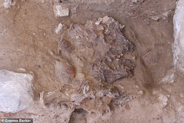 Neanderthal