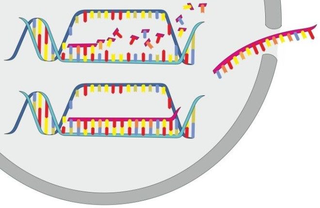 Click to enlarge RNA copy of the DNA’s recipe for a protein