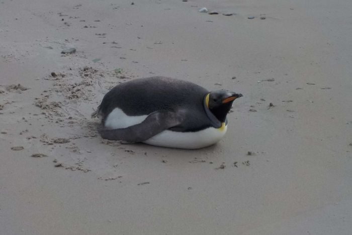 The king penguin spotted at Port Davey