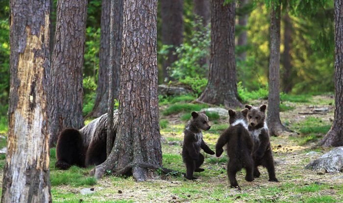 dancing bears
