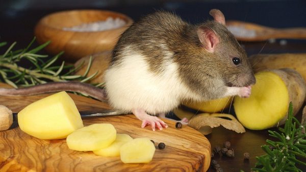 Rat eating potatoe