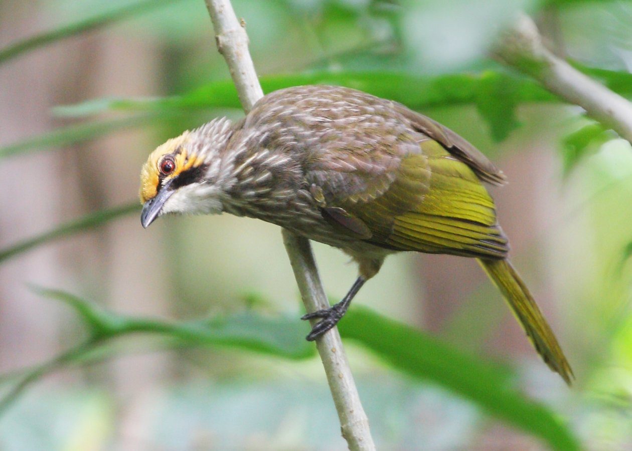 Straw-headed Bulbul
