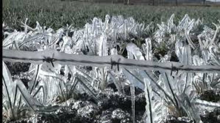 frosts
