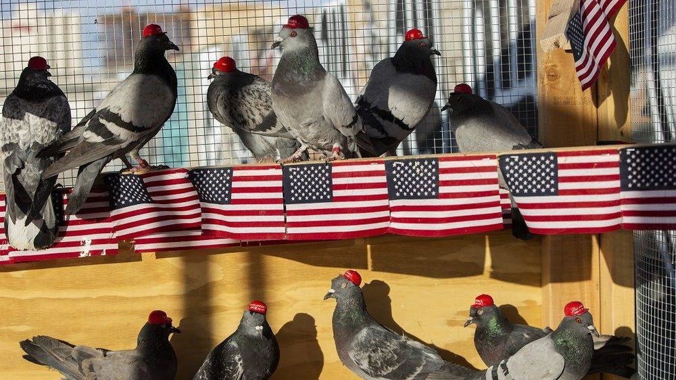 Pigeons