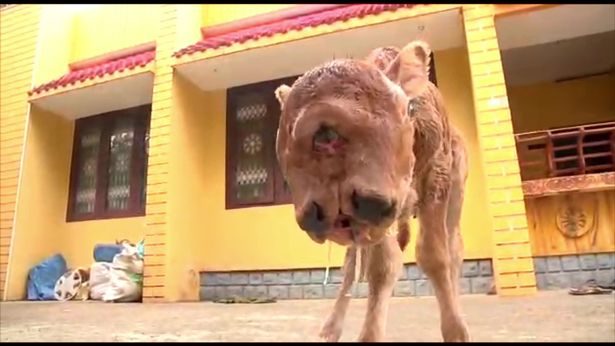 The calf has four eyes and two mouths, but only one pair of ears