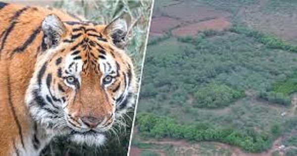 Tiger reserve