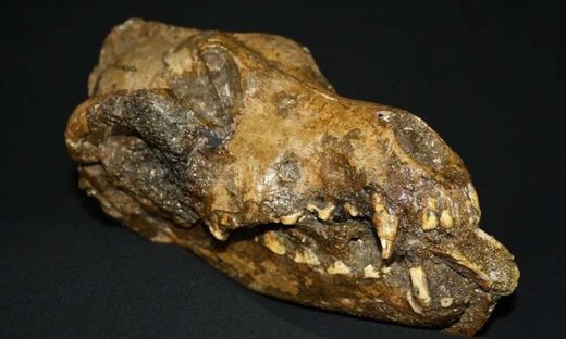 28,500 year old fossil site supports date for dog domestication during Ice Age